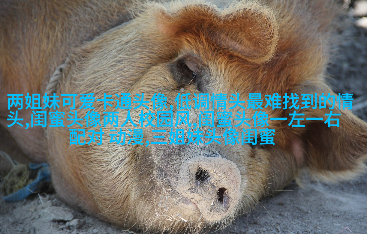 一人一张的三姐妹qq个性头像