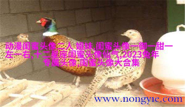 qq头像姐妹一左一右带字