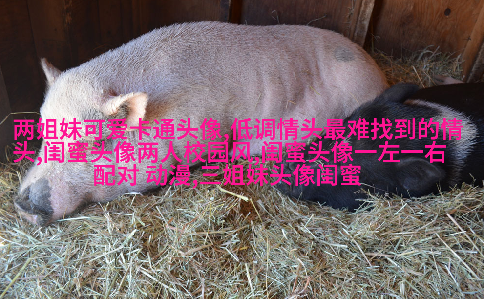 一人一张的三姐妹qq个性头像