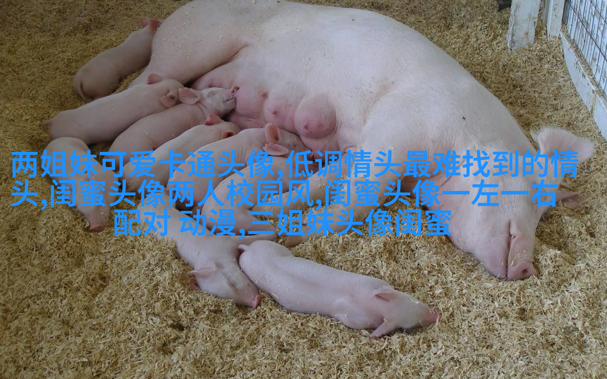 一人一张的三姐妹qq个性头像