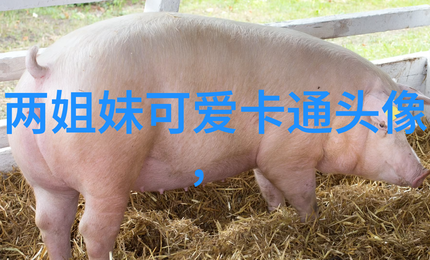 一人一张的三姐妹qq个性头像